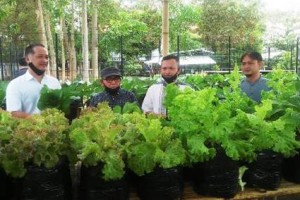 Rektor Uniku saat penen perdana sayur organik.